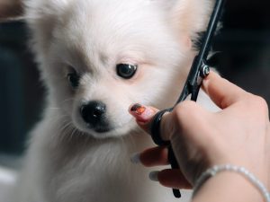 Foto Técnico en peluquería canina