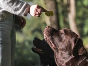 adiestramiento canino