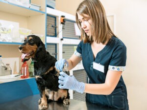 The medicine, pet care and people concept – dog and veterinarian doctor at vet clinic
