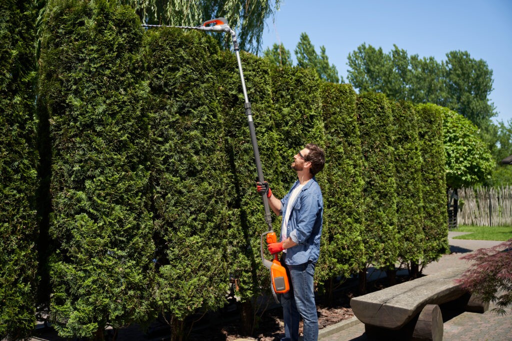 Positive male landscaper cutting top of overgrown thujas with motorized hedge trimmer in spring.