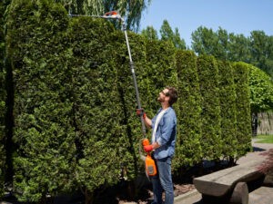 Positive male landscaper cutting top of overgrown thujas with motorized hedge trimmer in spring.