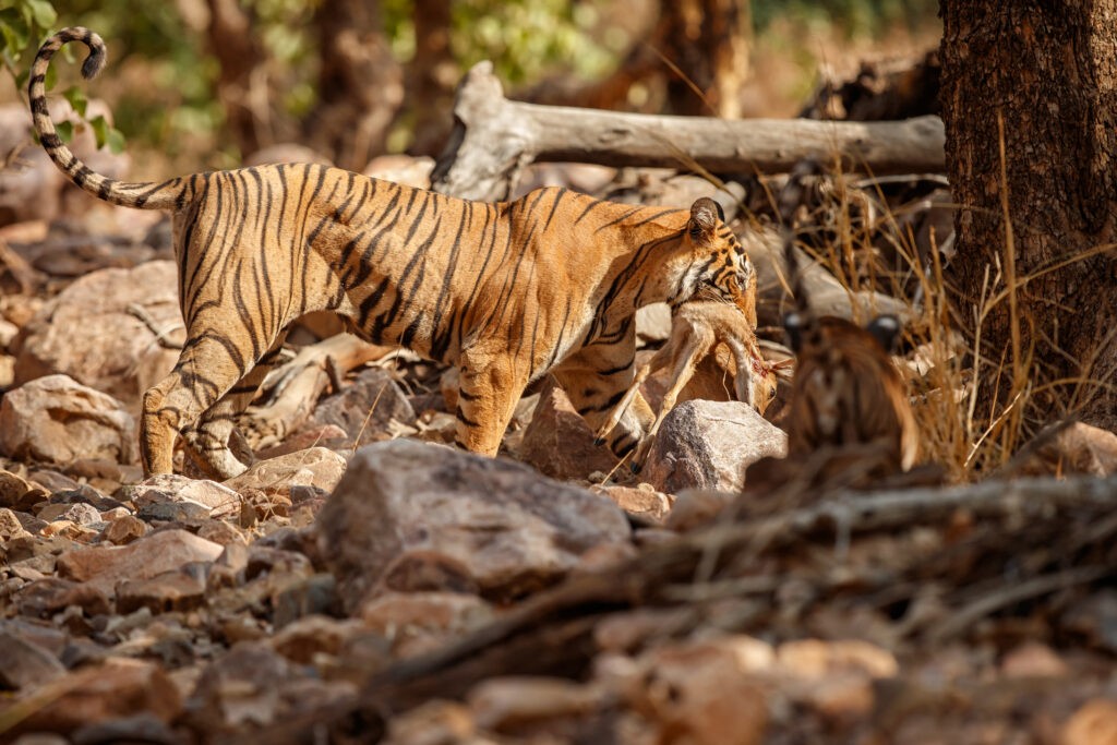 Beautiful tiger in the nature habitat. Tiger pose in amazing light. Wildlife scene with wild animal. Indian wildlife. Indian tiger. Panthera tigris tigris.