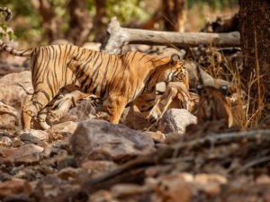 Beautiful tiger in the nature habitat. Tiger pose in amazing light. Wildlife scene with wild animal. Indian wildlife. Indian tiger. Panthera tigris tigris.