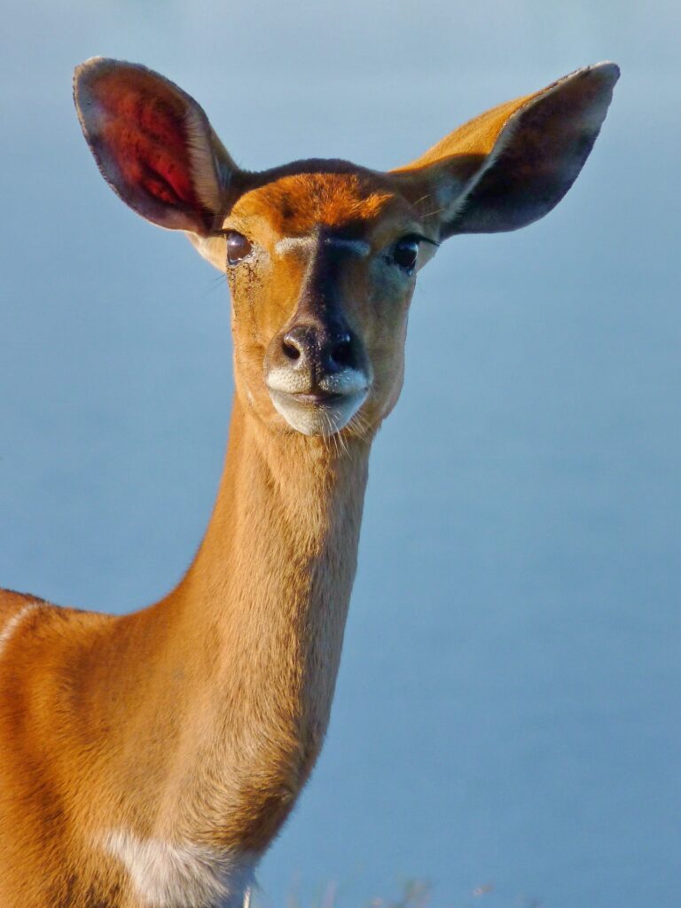 rehabilitación de fauna salvaje