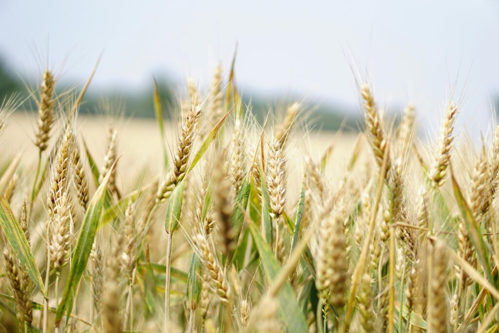 actividades auxiliares de agriculturaç