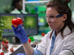 Front view of biologist reseacher woman analyzing tomato injected with chemical dna