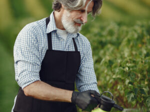 Senior man watering his plants in his garden with sprinkle